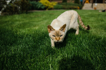 Sphinx cat velvet on the grass