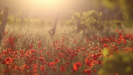 Fototapeta na wymiar Field of red poppy flowers in sunset lights.