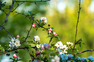 blooming beautiful tree with white flowers