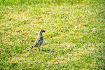 Kestrel catching worms on a lawn in County Donegal - Ireland