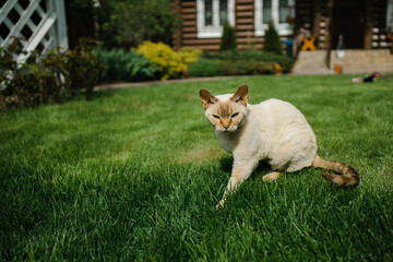 Sphinx cat velvet on the grass