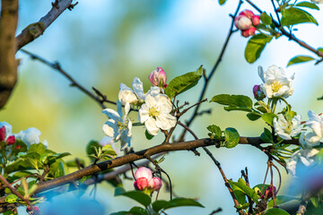 blooming beautiful tree with white flowers