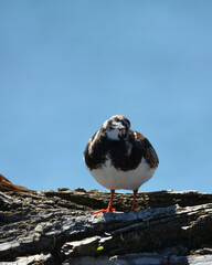 Ruddy Turnstone bird