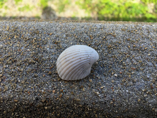 White shells placed on the cement floor