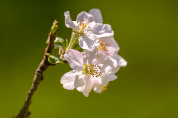 beautiful bloom of a seasonal plant in nature