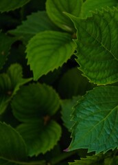 green leaves on a black background