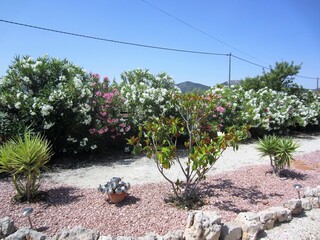 oleanders in flower