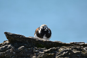 Ruddy Turnstone bird