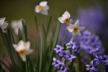 Obraz premium blue hyacinths blooming in the spring garden