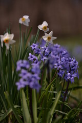 blue hyacinths blooming in the spring garden