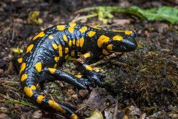 Karlovy Vary, Czech Republic, May 2020: The fire salamander (Salamandra salamandra) so cute animal