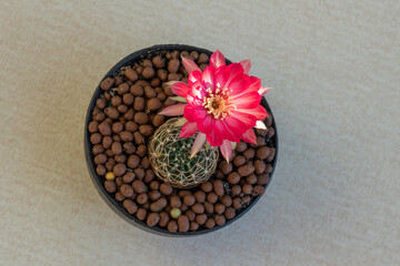 Close up pink Rebutia cactus flower on pot.Beautiful pink cactus flower.