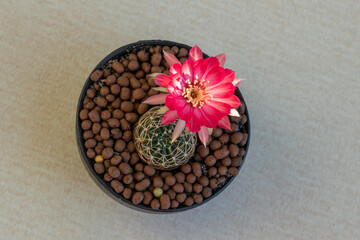 Fototapeta na wymiar Close up pink Rebutia cactus flower on pot.Beautiful pink cactus flower.