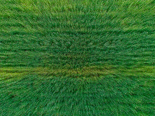 View on wheat field with drone