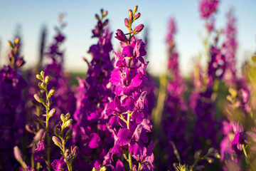 Wildflowers of Dilphinium in a field in the rays of summer sunset. Side view.