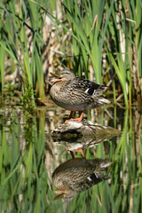 Mallard Duck female quacking