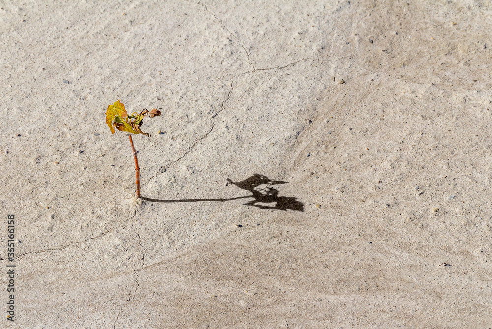 Canvas Prints small plant in arid ambiance