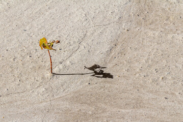 small plant in arid ambiance
