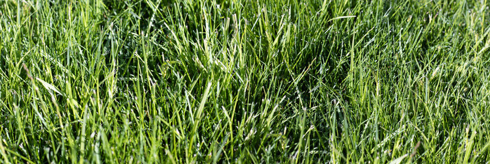  image of grass in the garden close-up