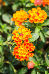 Beautiful Colorful Hedge Flower, Weeping Lantana, Lantana camara Linn