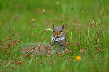 squirrel in the grass