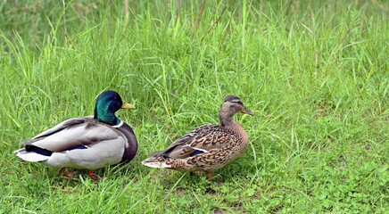 Couple Ducks resting in the grass on a sunny summer day