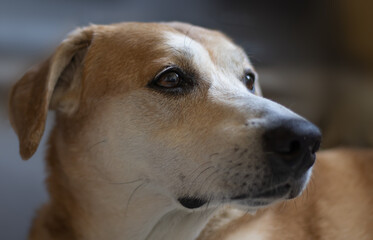  image of a hound dog close-up