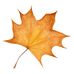 Hand drawn watercolor autumn maple leaf. Isolated white background.