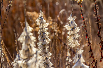arid vegetation closeup