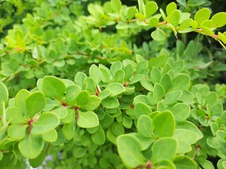 green leaves background