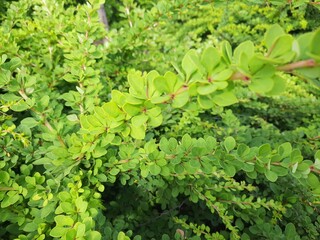green leaves background