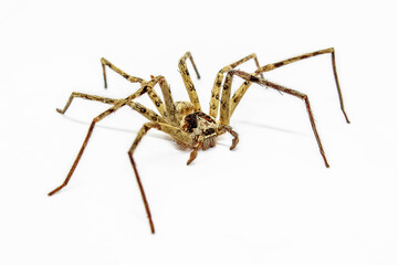 Dead of spider on white background