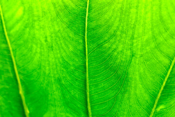 Ear Elephant leaf nature texture background