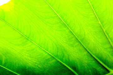 Ear Elephant leaf nature texture background