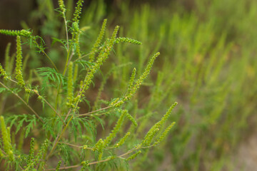 Ragweed bushes. Ambrosia artemisiifolia causing allergy summer and autumn. ambrosia is a dangerous weed. its pollen causes a strong allergy at the mouth during flowering.