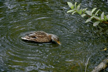 Duck swims across the lake on a warm summer day