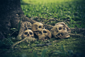 Still Life with human skull  on the roots