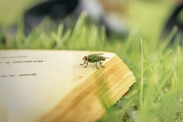 A fly on the book blurred nature background