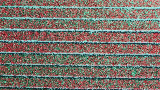 Aerial view of tulip bulb-fields in springtime, Holland, the Netherlands