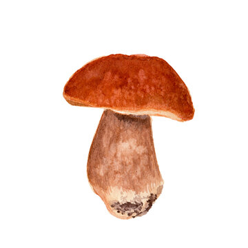 Single Porcini mashroom isolated on white background. Boletus edulis mushroom watercolor illsutration isolated. Edible organic product. Wild raw fungus. Natural healthy nutrition, vegetarian