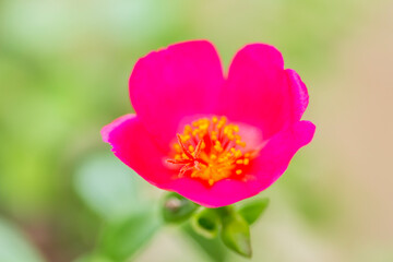 Common purslane flower