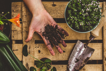 A hand full of garden soil with the shovel and plants around it.