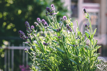 Lavender flowers grow carefully on the balcony. © Jaume