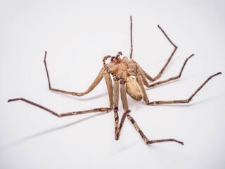 Dead of spider on white background