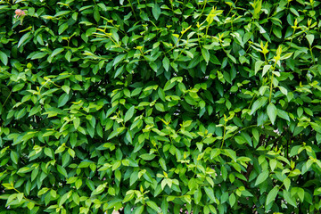 Obraz premium Natural background of green leaves. Yard fence