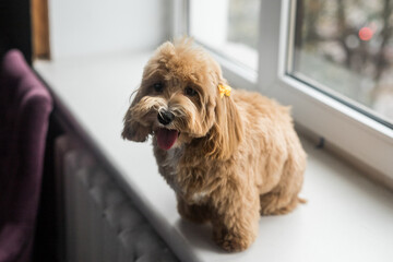 Toy poodle stay on white windowsill and look in camera