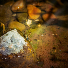 Water bowl in the garden for animals, birds and insects. A wasp drinking there because of the extreme heat.