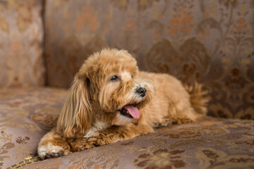 Toy poodle lying on brown sofa and show tongue to the side