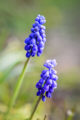 Beautiful blue purple Grape Hyacinth blooming close up