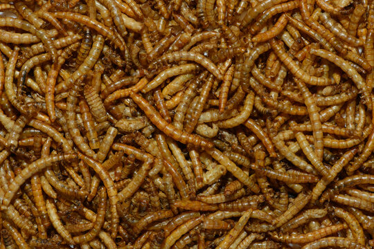 The Mealworms Texture
